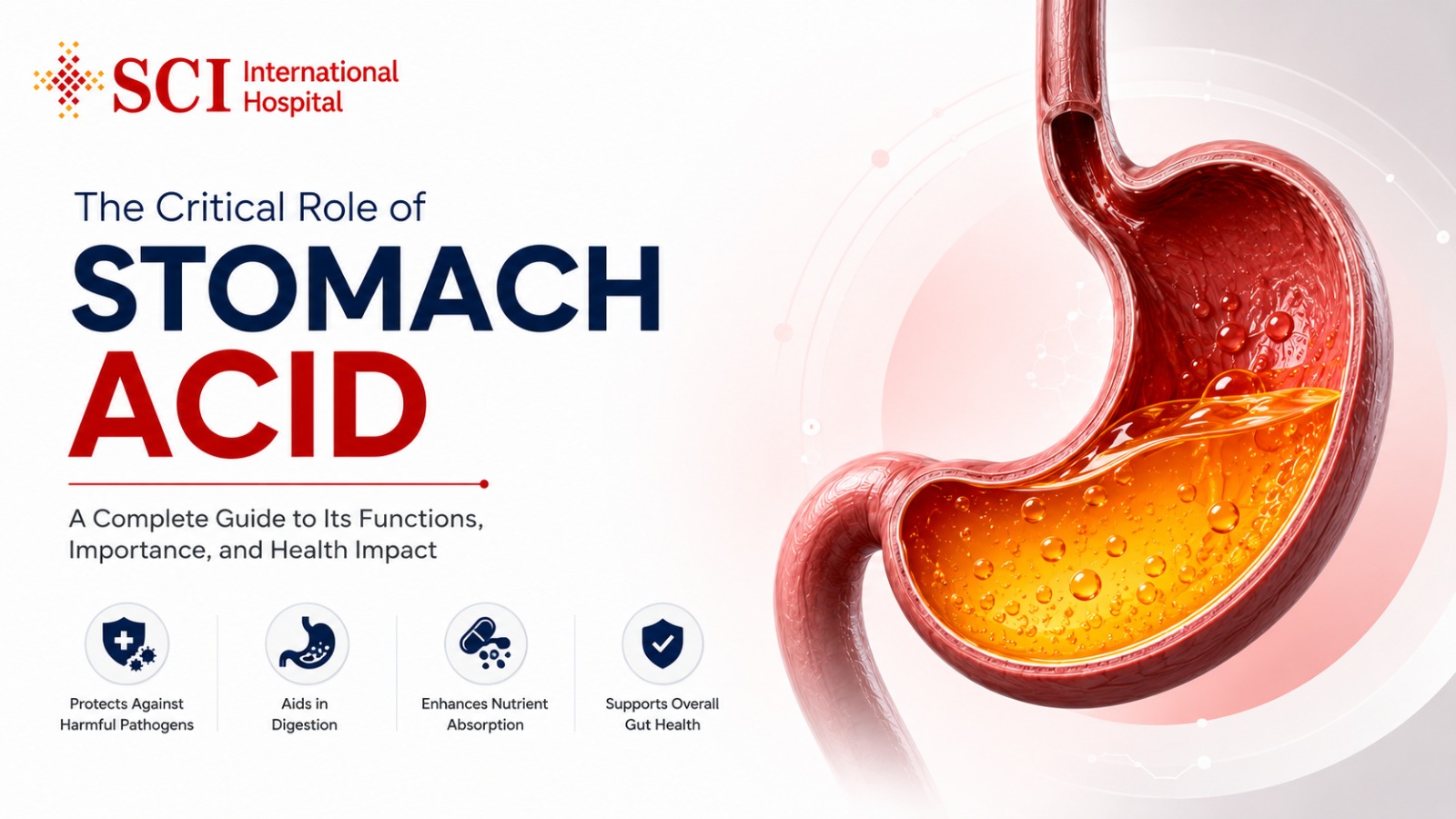 The Critical Role of Stomach Acid: A Complete Guide to Its Functions, Importance, and Health Impact